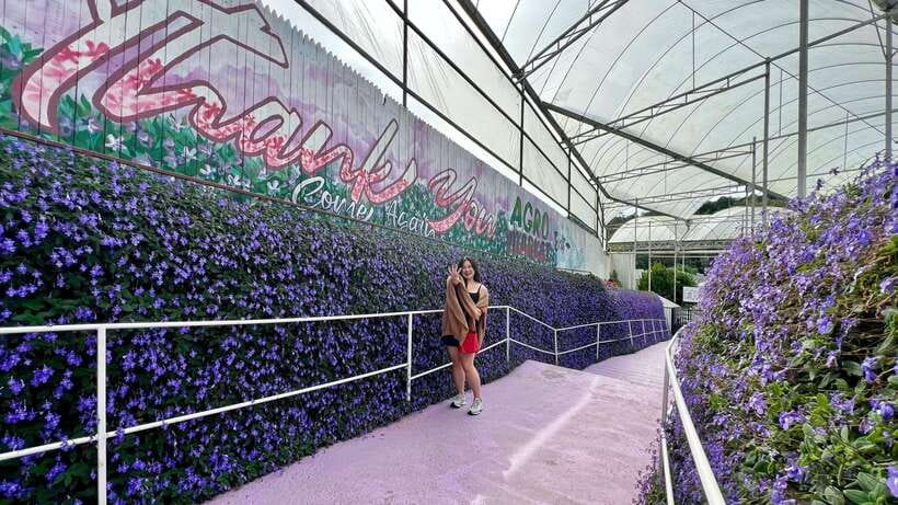 From Kuala Lumpur: Cameron Highlands Day Tour with Lunch - Why This Day Trip Works From Kuala Lumpur