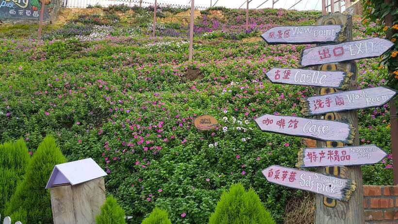 From Kuala Lumpur: Cameron Highlands Full-Day Tour - Key points at a glance