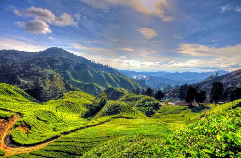 From Kuala Lumpur: Cameron Highlands Full-Day Tour - Lata Iskandar Waterfall offers a calm first stop