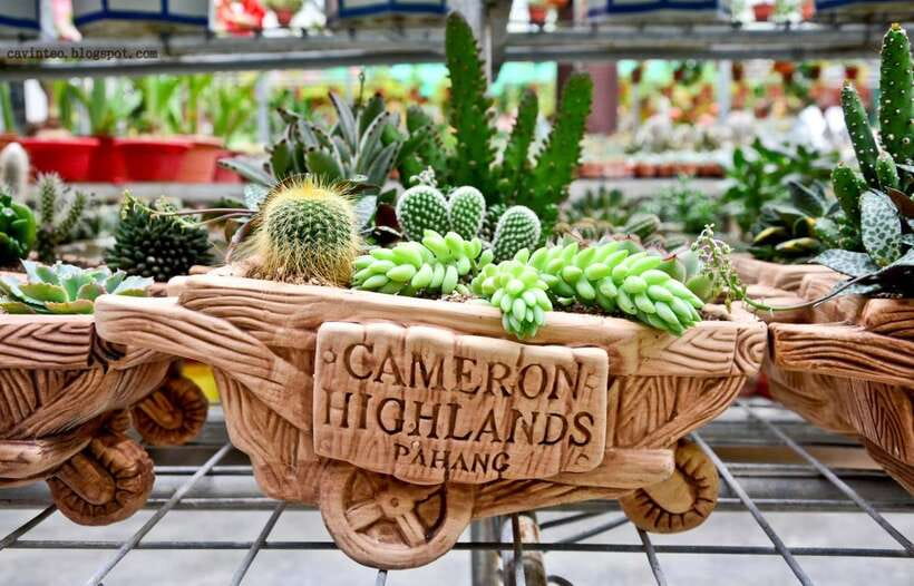 From Kuala Lumpur: Cameron Highlands Full-Day Tour - Strawberries, butterflies, bees, and cacti