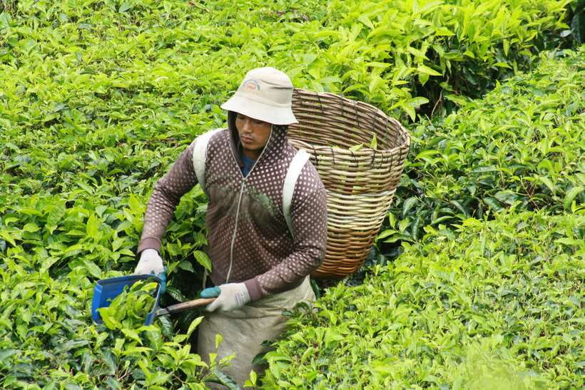 From Kuala Lumpur: Cameron Highlands Full-Day Tour - What the $146 price really covers