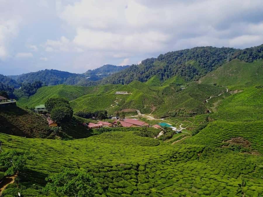 From Kuala Lumpur: Cameron Highlands Private or Join In Tour - Cameron Valley is the day’s strongest stop