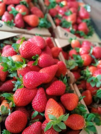 Cameron Highlands Private or Join In Tour