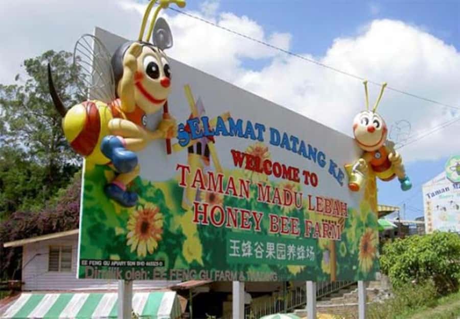 From Kuala Lumpur: Cameron Highlands Private or Join In Tour - Strawberry picking is fun, but it costs extra