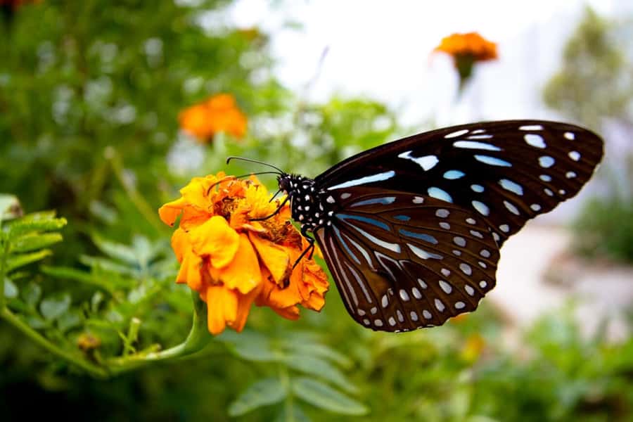 From Kuala Lumpur: Cameron Highlands Private or Join In Tour - The real cost is more than the $98 tour price