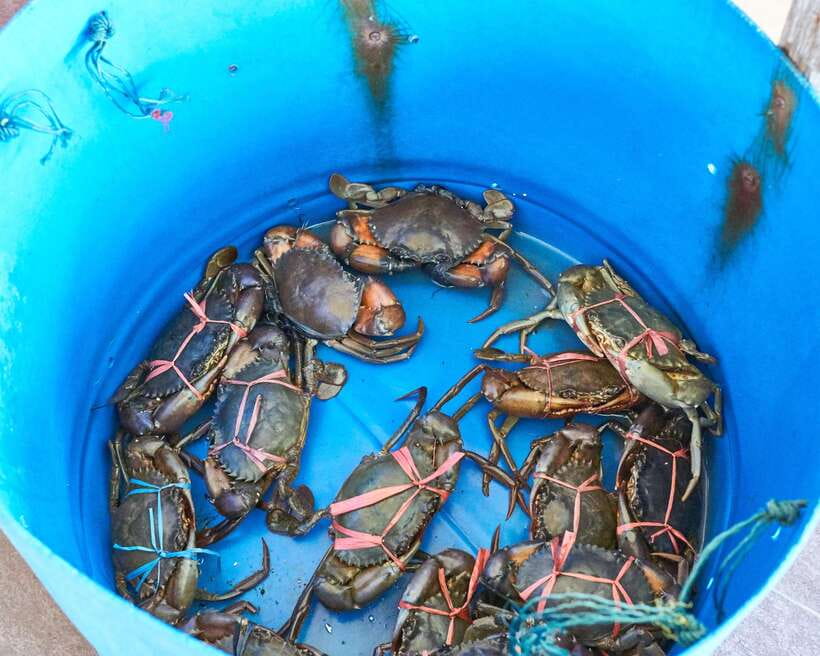 From Kuala Lumpur: Crab Island Tour with Seafood Lunch - The seafood lunch is the main payoff