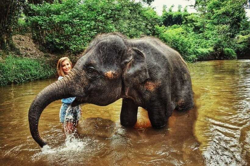 From Kuala Lumpur: Elephant Sanctuary Guided Tour - What the $150 Price Really Covers