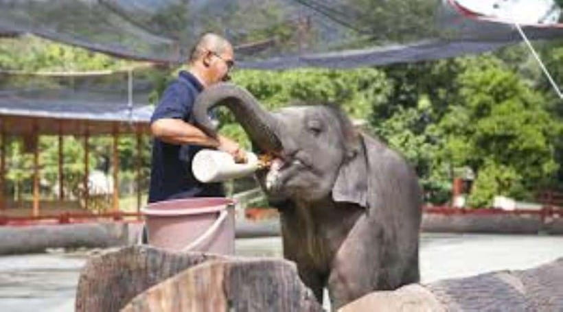 From Kuala Lumpur: Elephant Sanctuary Guided Tour - The 105-Minute Drive From Kuala Lumpur