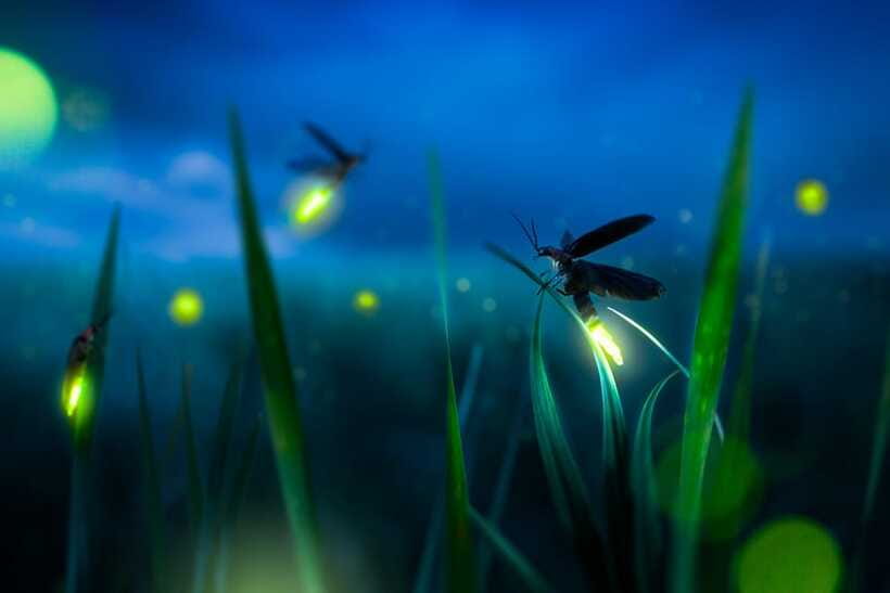 From Kuala Lumpur: Fireflies Tour and Seafood Dinner - Who will enjoy this Kuala Selangor evening?
