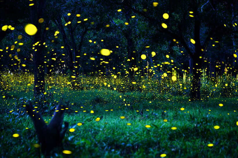 From Kuala Lumpur: Fireflies Tour and Seafood Dinner - Should you pay extra for blue tears?