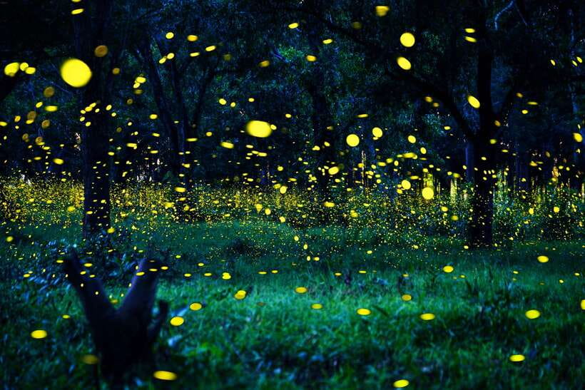 From Kuala Lumpur: Fireflies Tour and Seafood Dinner - The private ride makes a distant evening easier