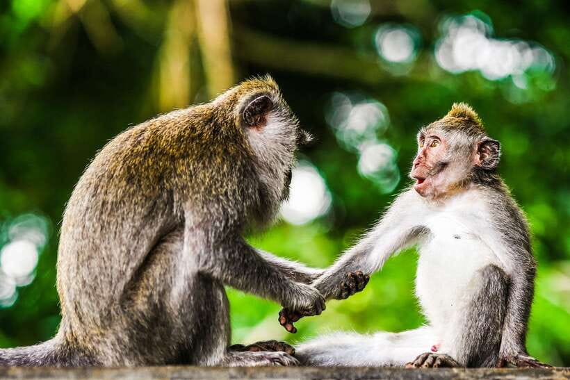 From Kuala Lumpur: Full-Day Taman Negara National Park - The 6:00 start and the road east