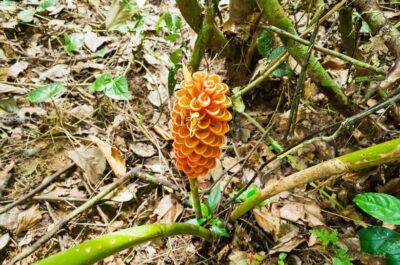 Full-Day Taman Negara National Park