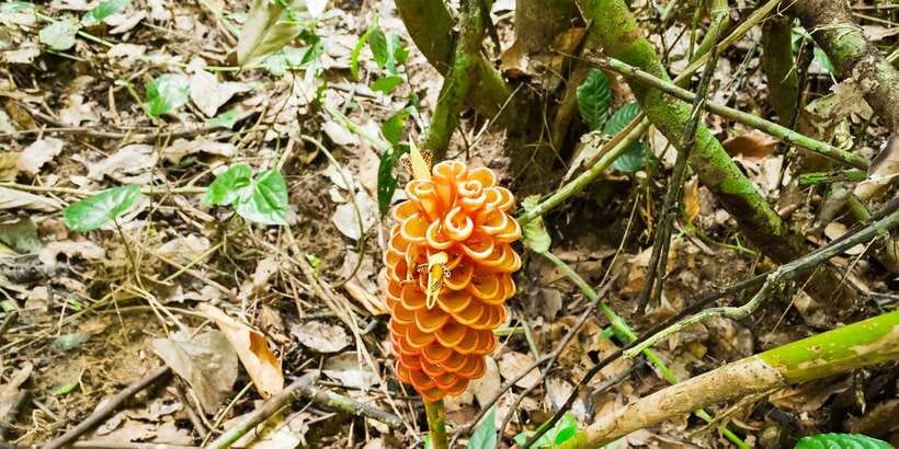 From Kuala Lumpur: Full-Day Taman Negara National Park - Meeting the Orang Asli community