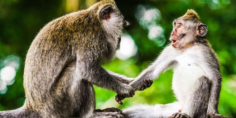 From Kuala Lumpur: Full-Day Taman Negara National Park - What the $173 price really covers