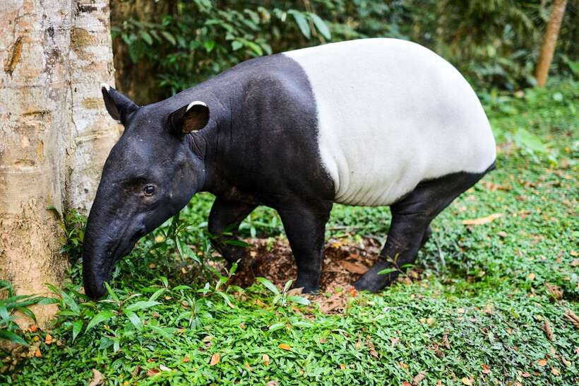 From Kuala Lumpur: Full-Day Taman Negara National Park - Physical effort, clothing, and age limits