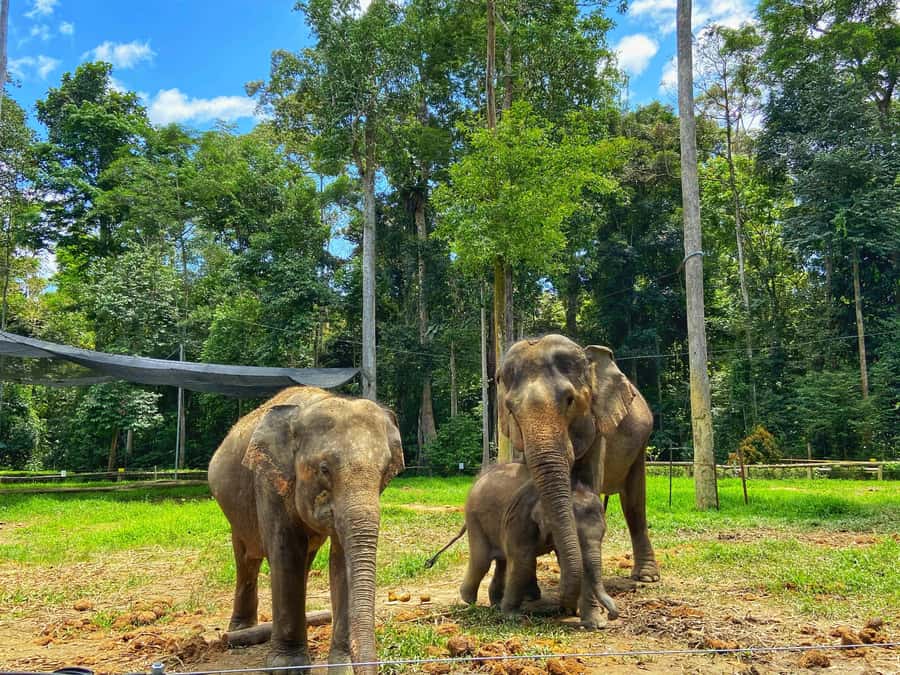 From Kuala Lumpur: Kuala Gandah Elephant Sanctuary Day Trip - Deerland Park brings smaller animals into the day