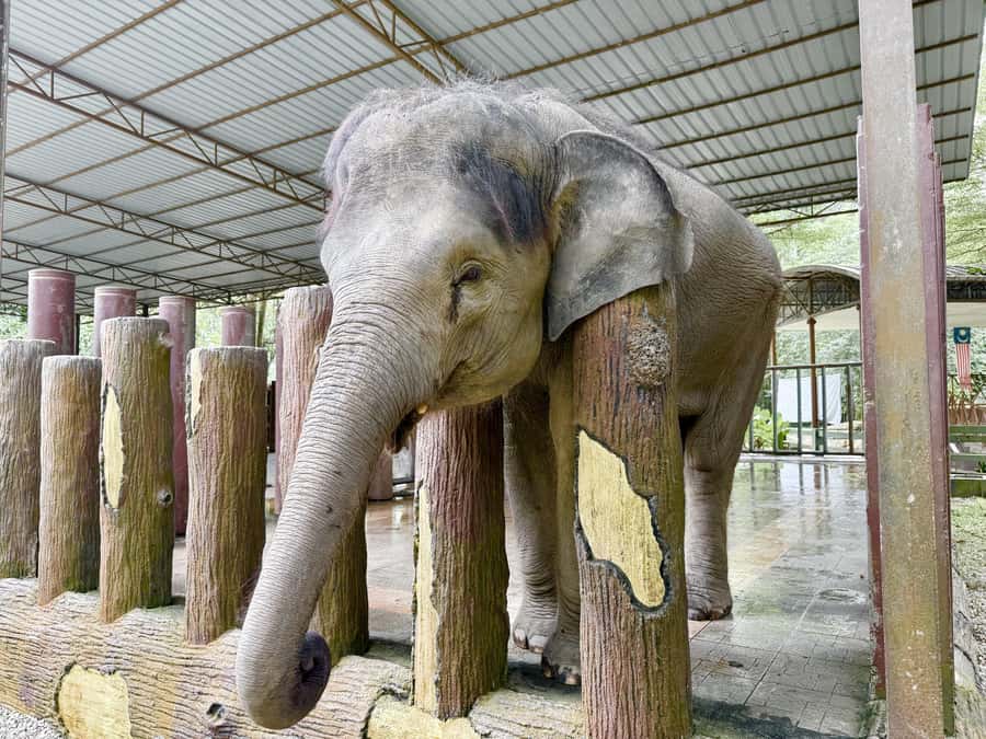 From Kuala Lumpur: Kuala Gandah Elephant Sanctuary Day Trip - Lunch, extra costs, and the real value of $57