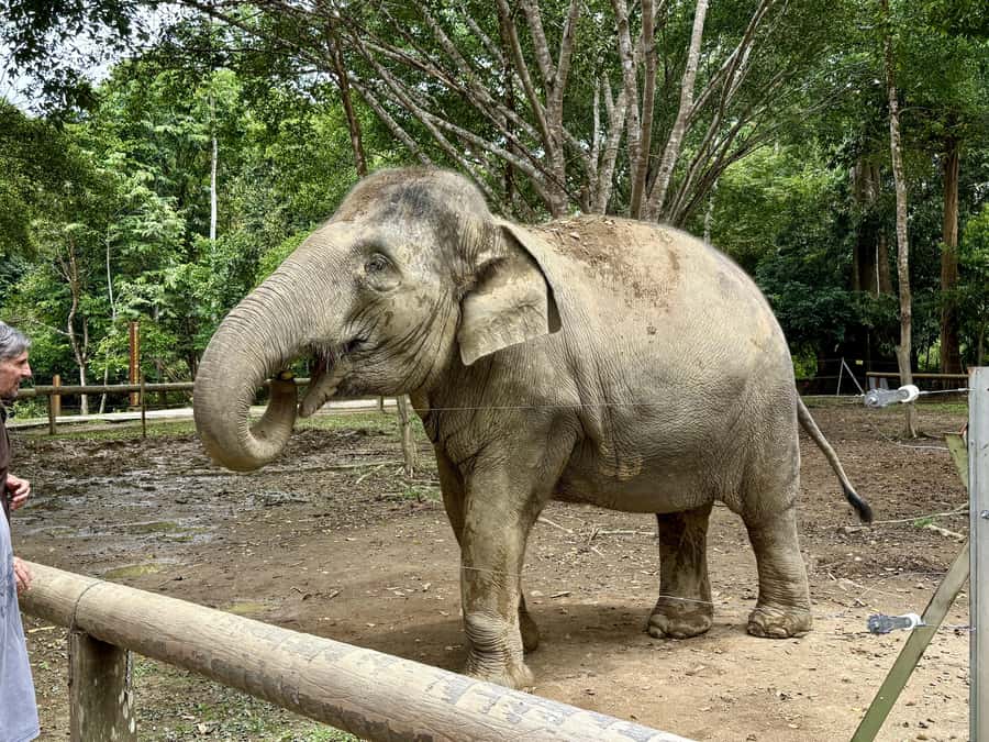 From Kuala Lumpur: Kuala Gandah Elephant Sanctuary Day Trip - Who will get the most from this day