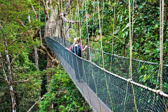 From Kuala Lumpur Taman Negara Day Trip With Lunch - Walking beneath Taman Negara’s forest canopy