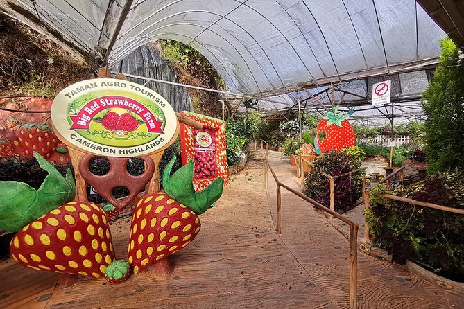 Full-day Cameron Highlands Day Trip from Kuala Lumpur - BOH Tea Plantation is the day’s strongest stop