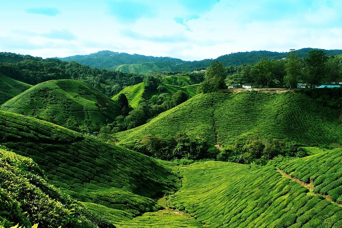 Full Day Cameron Highlands Nature Tour - The return drive is the day’s real test