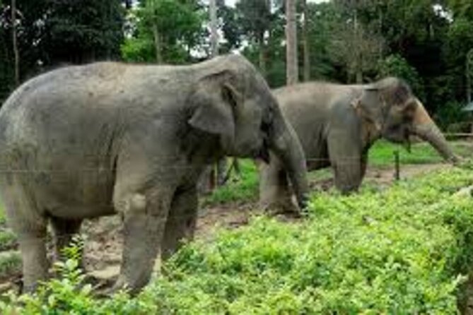 Full Day Elephant Sanctuary Tour with lunch Local food - Key points to know