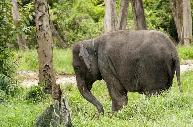 Full Day Elephant Sanctuary Tour with lunch Local food - The long road to Kuala Gandah