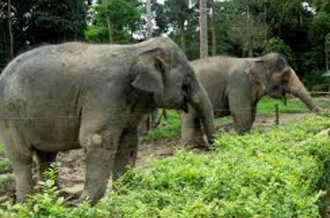 Full Day Elephant Sanctuary Tour with lunch Local food - What five hours at the sanctuary means