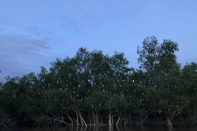 Glowing Kuala Selangor Firefly Tour - The Kampung Kuantan firefly cruise