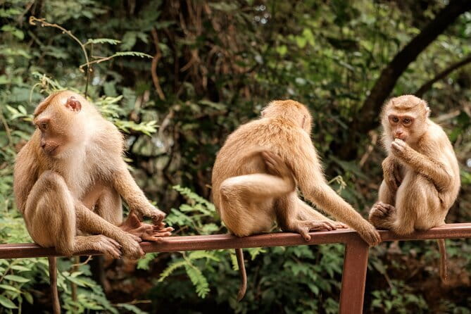 Group Tour: Kuala Selangor Firefly Blinking's including Dinner - Why the Selangor fireflies are worth the trip