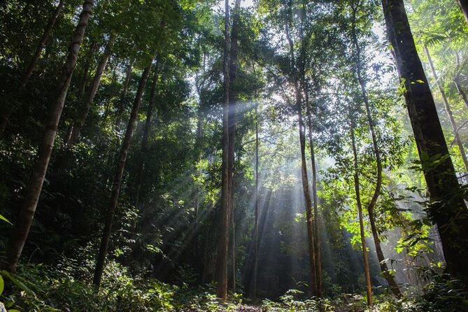 Jungle Odyssey: Unleash Your Adventure in Taman Negara! - Walking beneath an ancient rainforest canopy