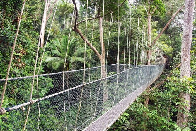 Jungle Odyssey: Unleash Your Adventure in Taman Negara! - What the $169.66 price really covers