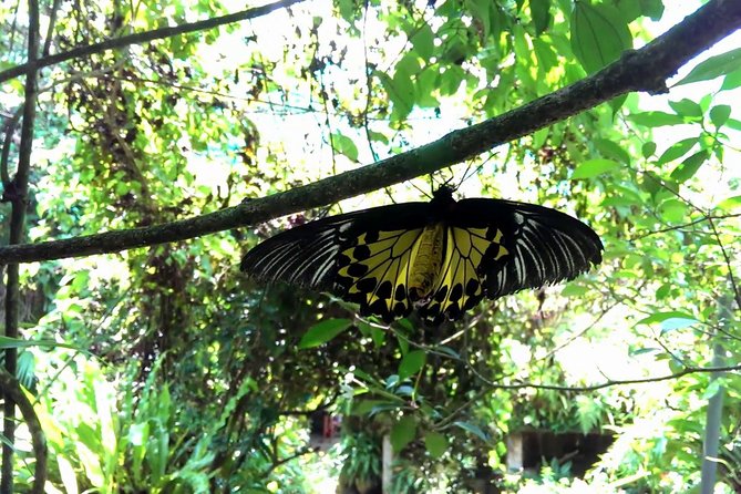 KL Butterfly Park Admission with Kuala Lumpur Famous Landmarks - Inside Butterfly Park: flowers, wings, and warm air