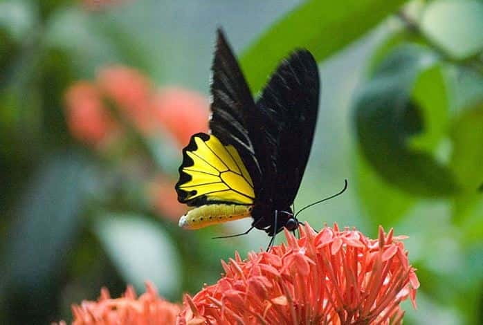 Kuala Lumpur: Bird Park, Butterfly & Garden Private Tour - Key points to know before you book