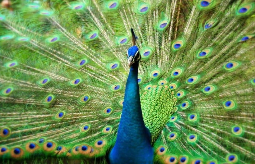 Kuala Lumpur: Bird Park, Butterfly & Garden Private Tour - A nature break in the middle of Kuala Lumpur