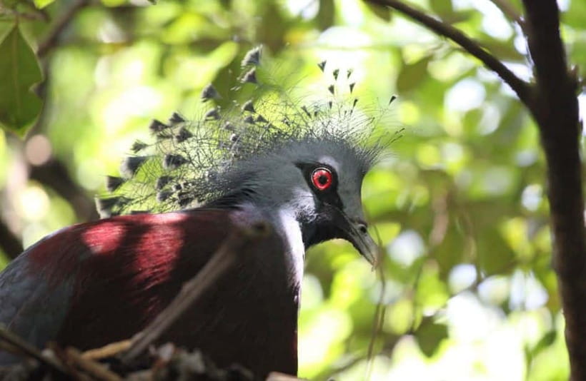 Kuala Lumpur: Bird Park, Butterfly & Garden Private Tour - Orchid and Hibiscus Gardens