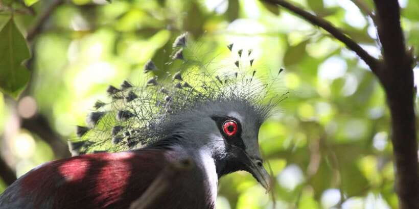 Kuala Lumpur: Bird Park, Butterfly & Garden Private Tour - Driver-guide service: what you should expect