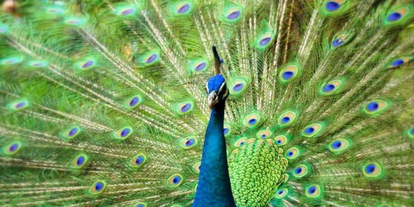 Kuala Lumpur: Bird Park, Butterfly & Garden Private Tour - Timing, heat, and what to bring