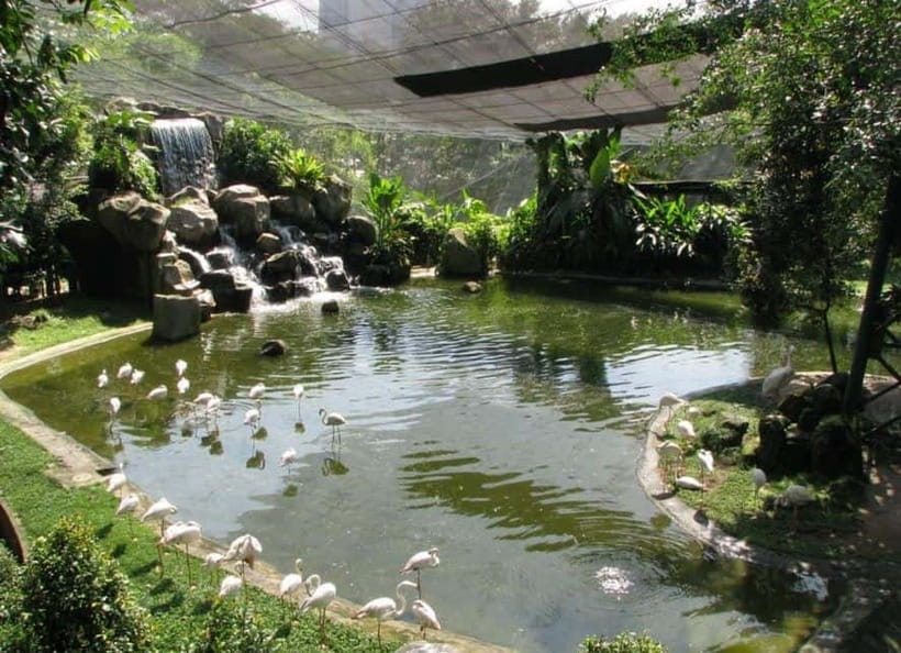 Kuala Lumpur: Bird Park, Butterfly & Garden Private Tour - KL Bird Park and its free-flight aviaries