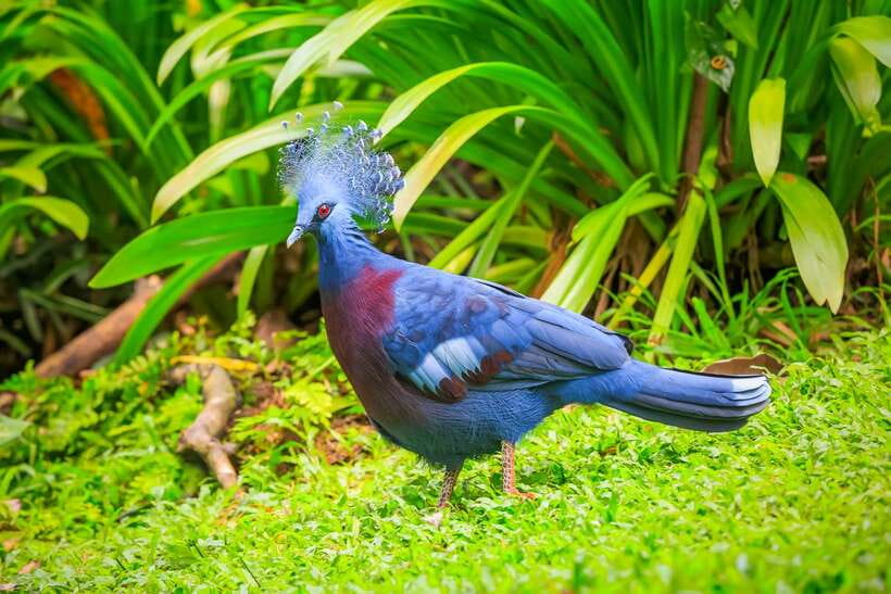 Kuala Lumpur: Bird Park Day Ticket & 1-Way Transfer - Why the free-flight design changes the visit