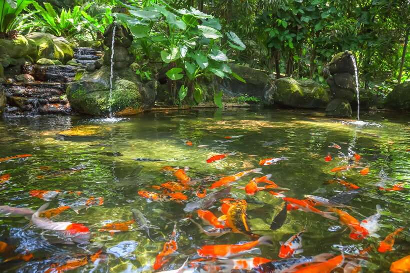 Kuala Lumpur: Bird Park Day Ticket & 1-Way Transfer - Zones 1, 2, and 3: the walk-in aviary