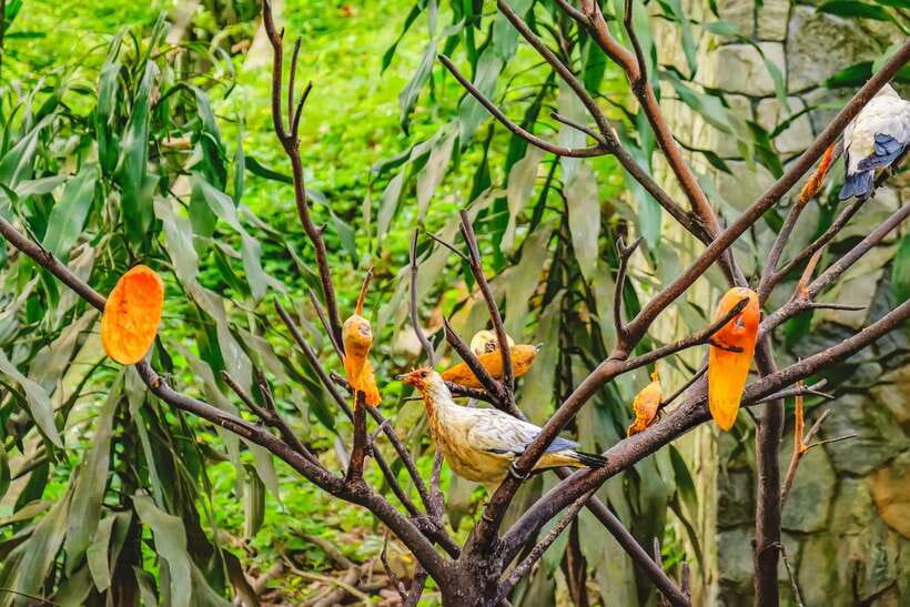 Kuala Lumpur: Bird Park Day Ticket & 1-Way Transfer - Zone 4: a more traditional bird display
