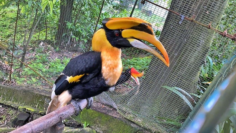 Kuala Lumpur: Bird Park Day Ticket & 1-Way Transfer - Feedings and shows: plan around the schedule