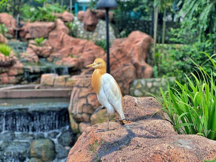 Kuala Lumpur: Bird Park Day Ticket & 1-Way Transfer - Which Kuala Lumpur hotels qualify?