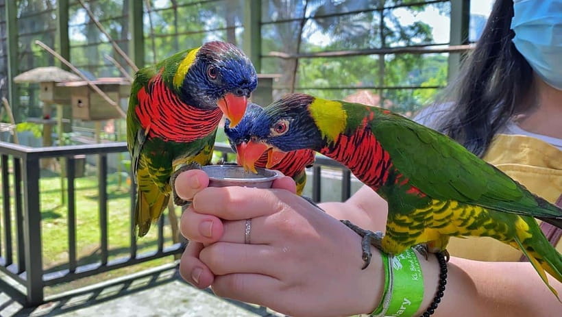 Kuala Lumpur: Bird Park Day Ticket & 1-Way Transfer - Practical comfort and family advice