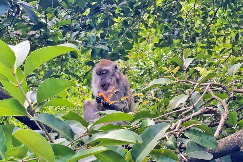 Kuala Lumpur: Bird Park Day Ticket & 1-Way Transfer - What the price includes, and what it does not