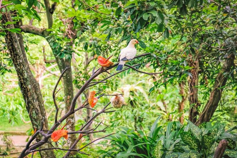 Kuala Lumpur: Bird Park Day Ticket & 1-Way Transfer - Hornbill Park and the park’s most distinctive birds