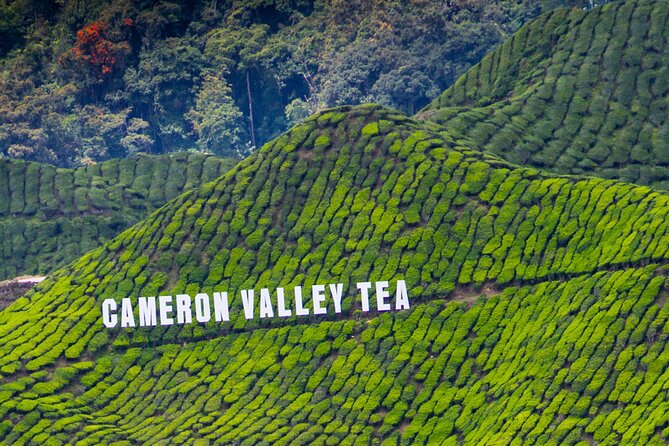 Kuala Lumpur: Cameron Highlands & Batu Caves Private Day Tour - Meeting the Orang Asli Community in Brinchang