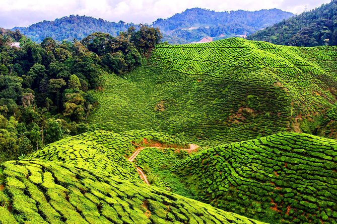 Kuala Lumpur: Cameron Highlands & Batu Caves Private Day Tour - Cactus Valley’s Small-Scale Plant Collection